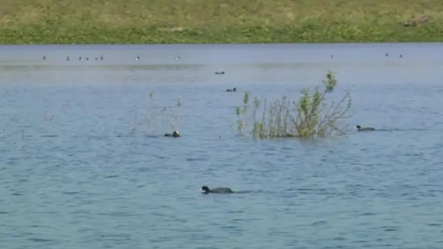 Wildlife at the former quarry