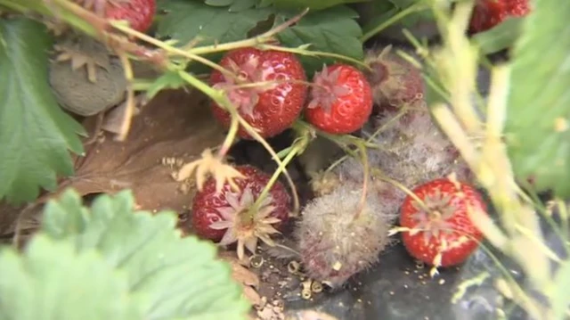 Some farms' produce has been left to rot due to labour shortages and long periods of sunshine