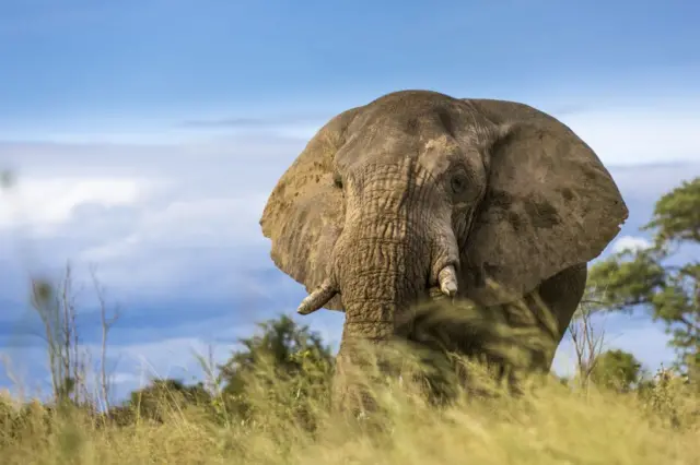 Elephant