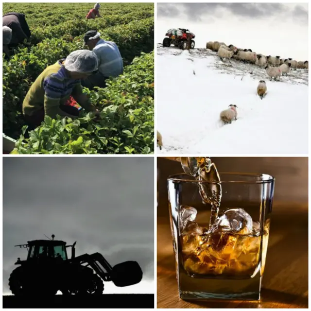 Tractor, sheep, whisky, fruit pickers