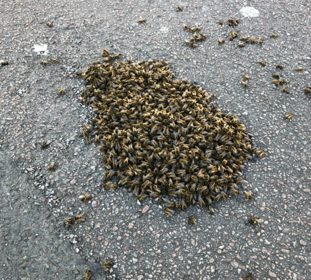 Bee swarm in Upper Dale Road