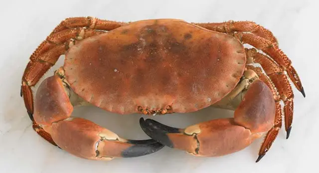 chancre crab