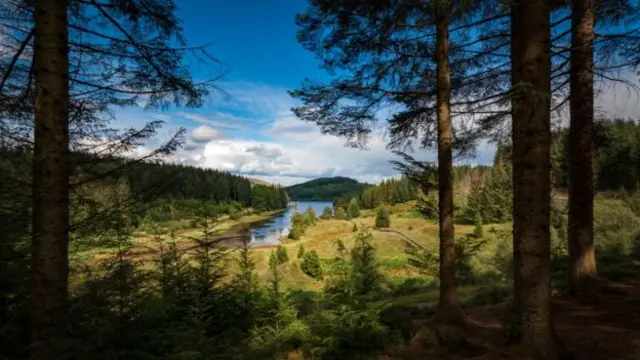 The Scottish government has committed to increasing the amount of woodland in Scotland