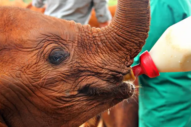 An orphaned baby elephant being fed milk in a park in Kenya