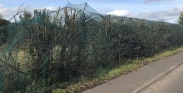 Hedge netting