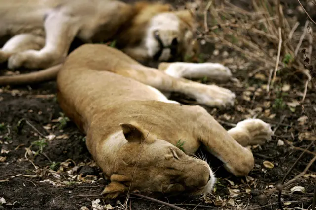 A lioness sleeps in Selous Game Reserve.