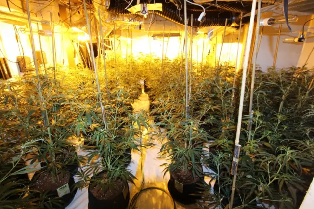 Cannabis factory