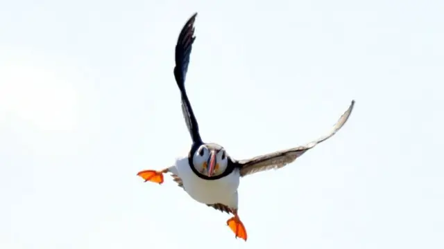 A flying puffin