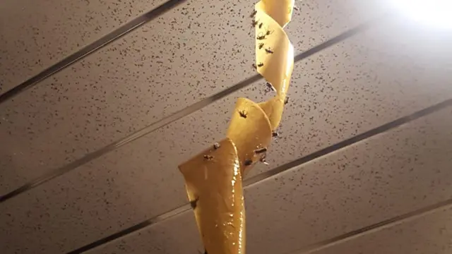 Flies stuck to sticky paper