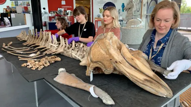 Staff with pilot whale bones