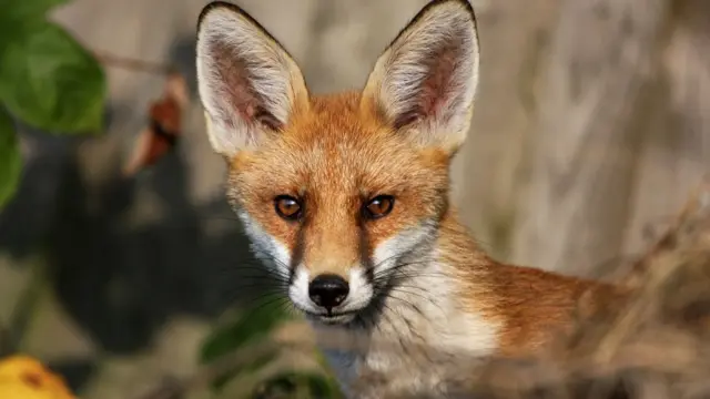 Generic photo of a fox