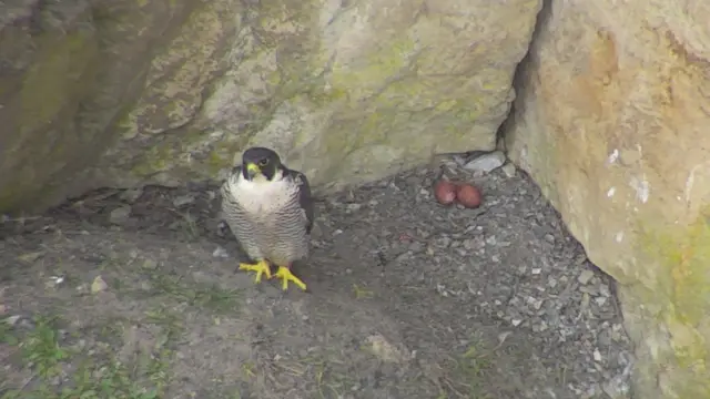 peregrine falcon nest