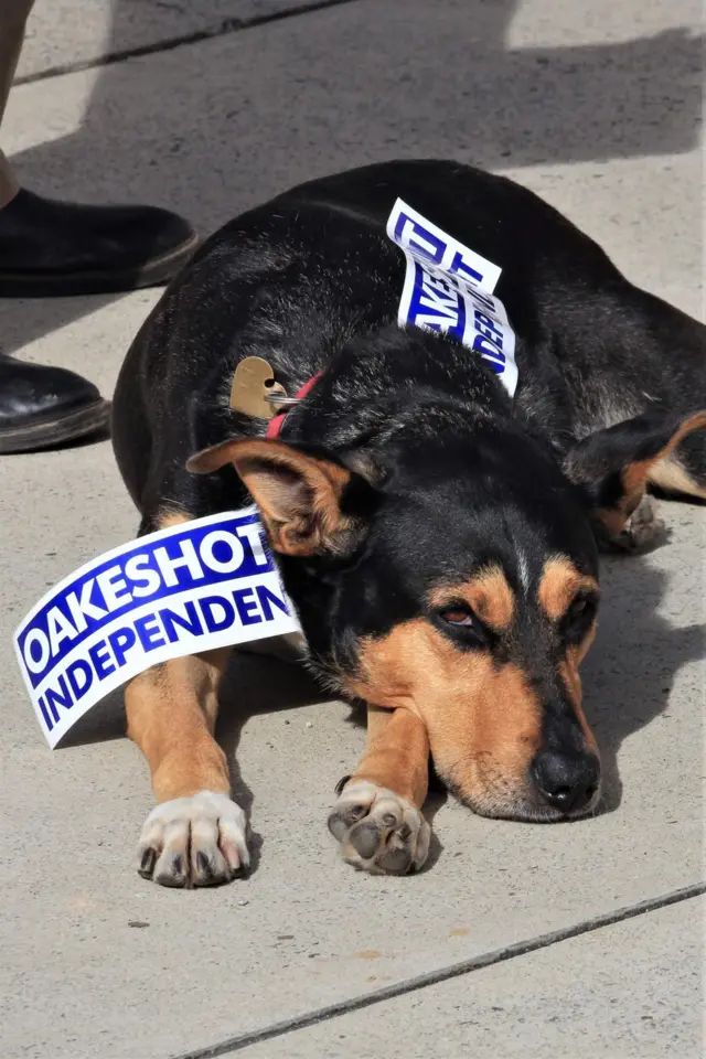 Kelpie outside polling station