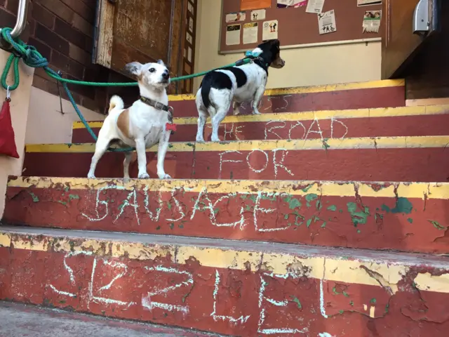 Dogs on a step at a polling station in Sydney