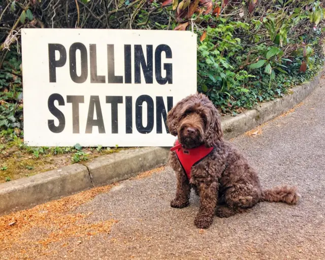 Cockerpoo Scooby at the polling station