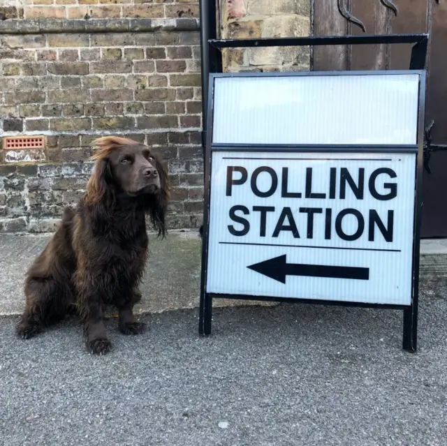 Finn the cocker spaniel at the polling station