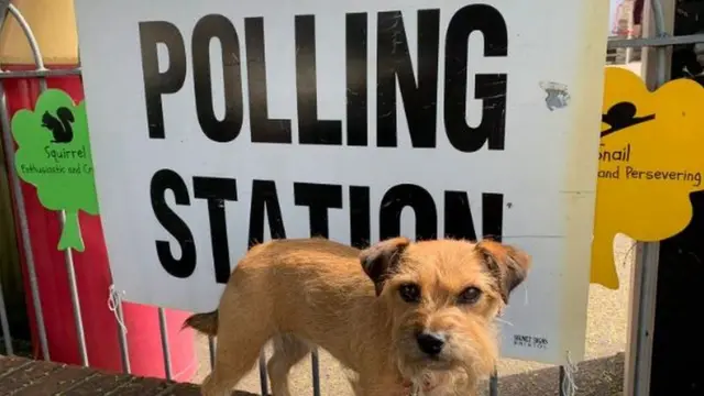 A dog at a polling station