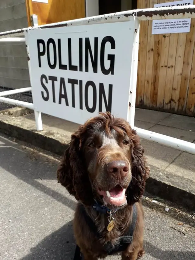 Jarvis the spaniel