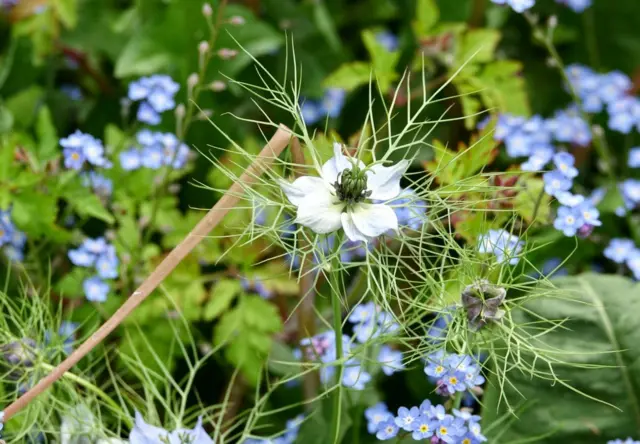 Flowers in Kegworth