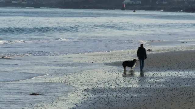 Dog on beach