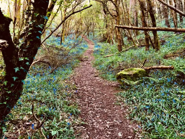 Eastridge Woods, near Snailbeach.