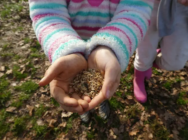 Hand holding seeds