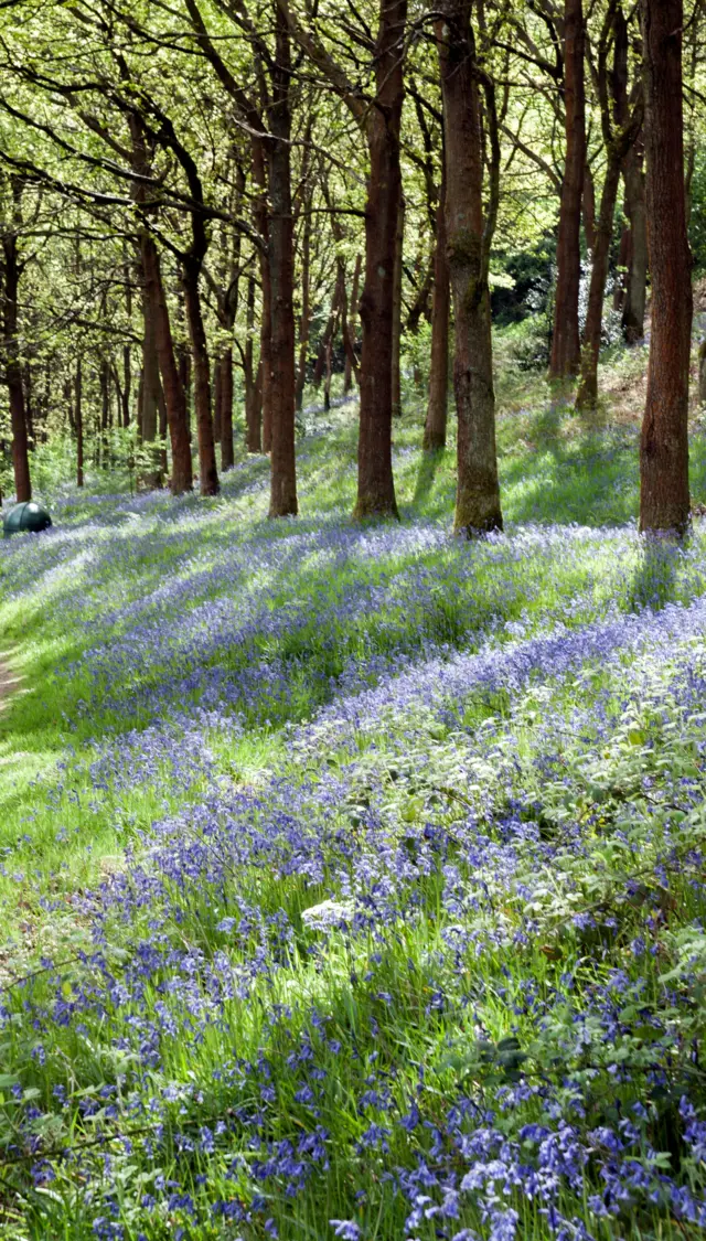 Bluebells