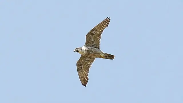 Peregrine