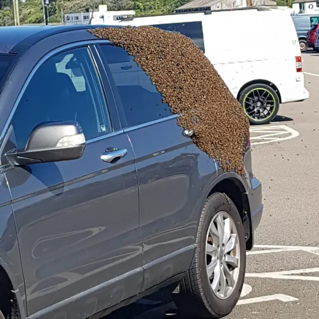 Bees swarm car in Hayle