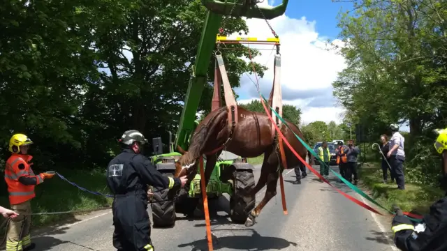 Horse being winched free