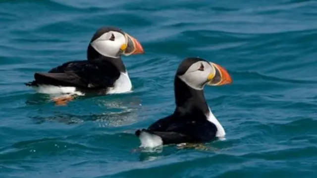 Puffins floating in the sea