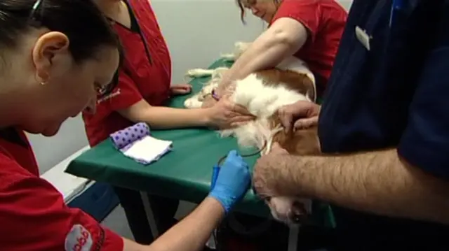 Dog donating blood