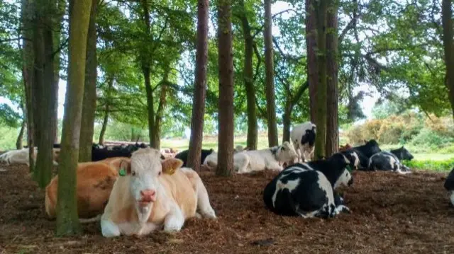 Cows in Sutton Coldfield