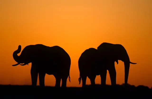 Elephants in Botswana