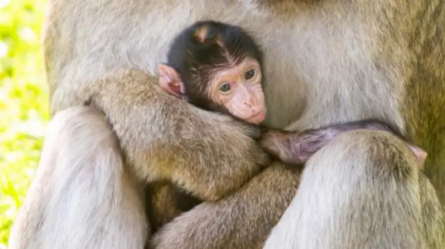 Baby Barbary Macaque