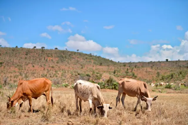 Cattle graze on June 21, 2017 in the wilds of the Laikipia county, where vast, privately run conservation areas like Loisaba conservancy have suffered unauthorised incursions by cattle herders, including from the Pokot community, resulting in ecosystem and infrastructure damage, disease outbreaks to wildlife populations and ocassional deadly conflict with property staff and owners.