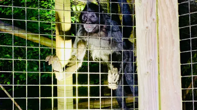 A monkey in the enclosure