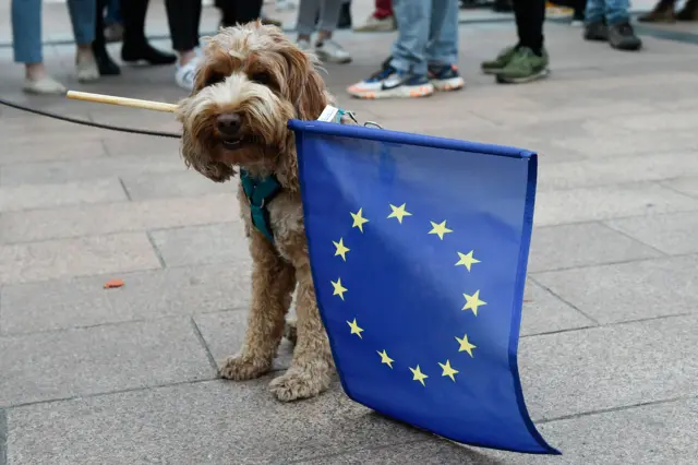 Dog holding an EU flag