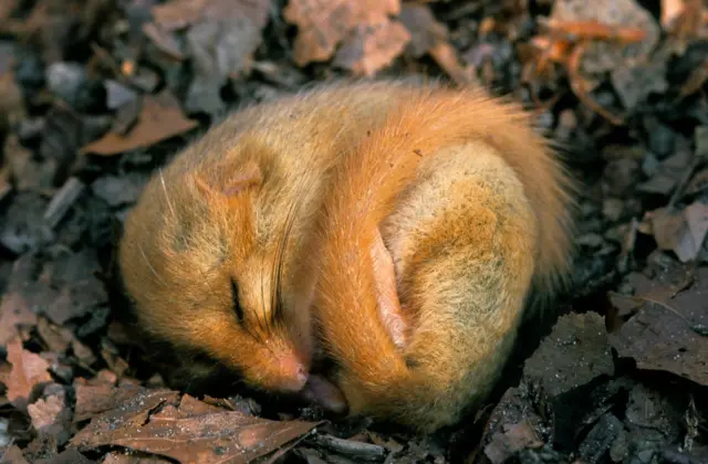 Dormouse