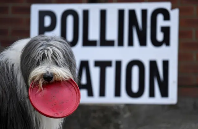 Dog at polling station