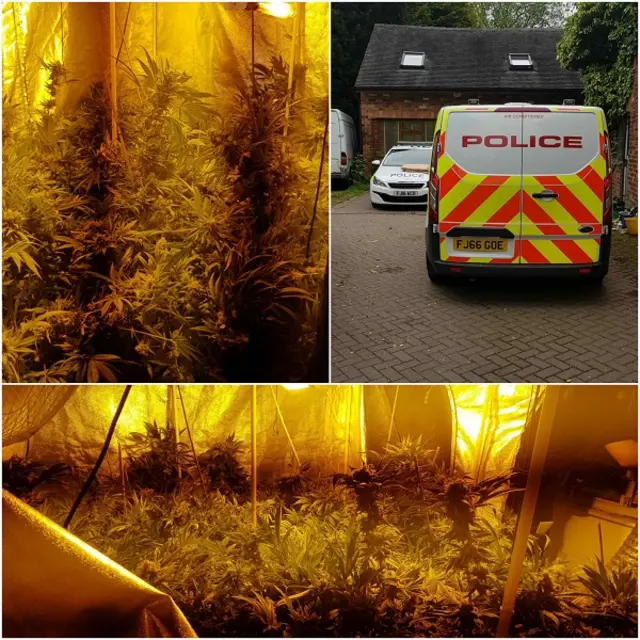 cannabis find