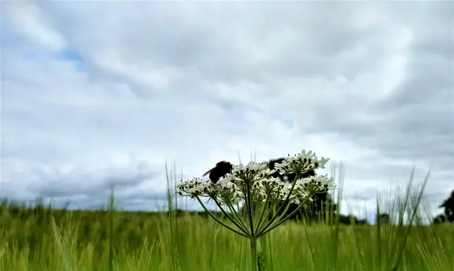 Bee on a flower in Ticknall