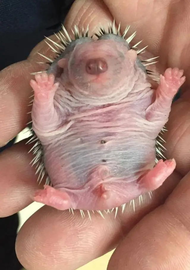 baby hedgehogs