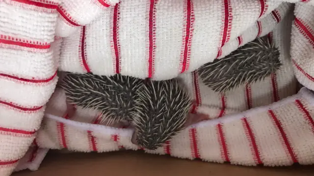 Hedgehog babies