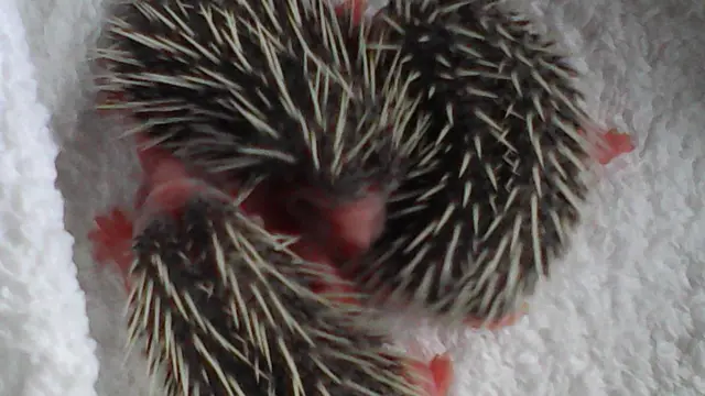 Hedgehog babies