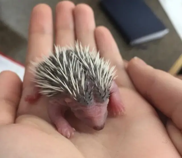 Baby hedghogs