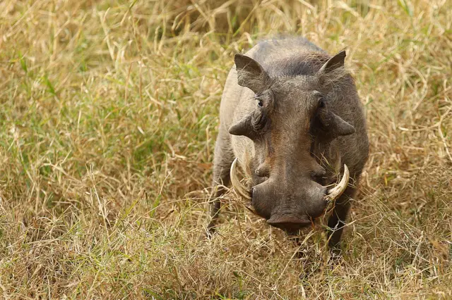 Warthog