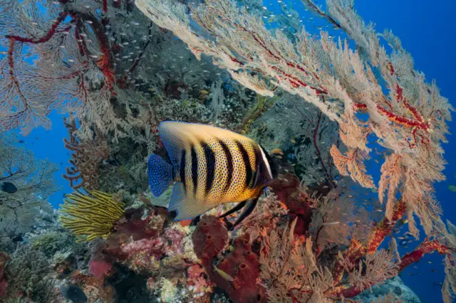 A magnificent six-banded angelfish (Pomacanthus sexstriatus) sheltered under a gorgonia