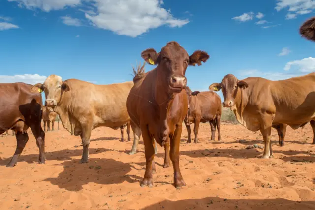 Beef Cattle on farm in Namibia