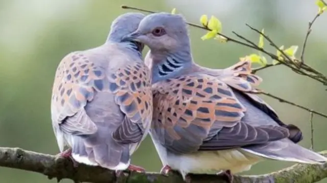 Turtle Doves